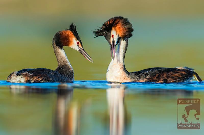 Birdwatching-2