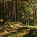 floresta